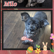 Milo, a Black, Dark-brown, Brown Yorkshire Terrier Dog