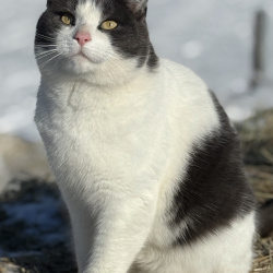 {petName}, a Grey, White American Shorthair Cat